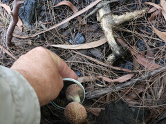 Boletellus deceptivus