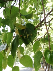 Tilia cordata