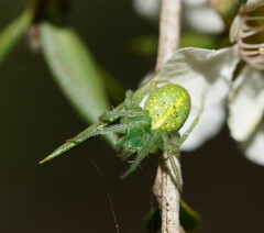 Araneus circulissparsus