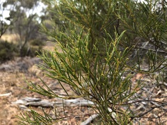 Acacia calamifolia