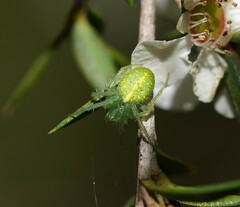 Araneus circulissparsus