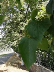 Tilia cordata
