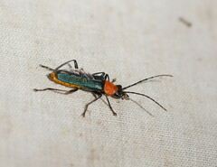 Chauliognathus tricolor