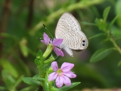 Nacaduba dyopa