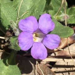 Brunoniella