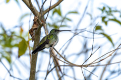 Chrysuronia leucogaster
