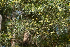 Acacia provincialis