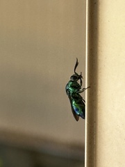 Chrysis lincea