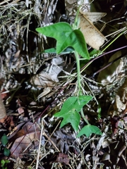 Passiflora sexflora