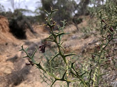 Daviesia pectinata