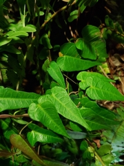 Ipomoea repanda
