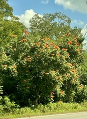 Spathodea campanulata