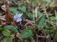 Viola inconspicua