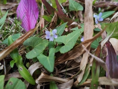 Viola inconspicua