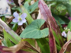 Viola inconspicua