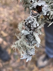 Ramalina complanata