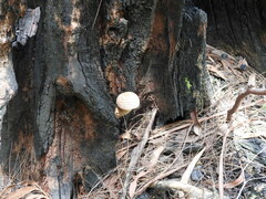 Boletellus deceptivus