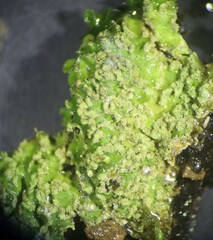 Physconia leucoleiptes