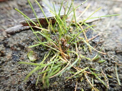 Isolepis basilaris