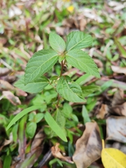 Acalypha australis