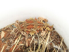 Moloch horridus