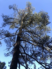 Pinus leiophylla