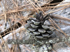Pinus leiophylla