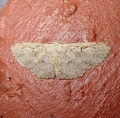 Perixera illepidaria