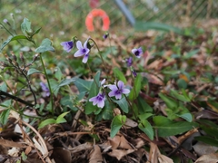 Viola inconspicua