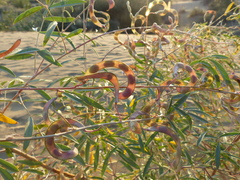 Tephrosia falciformis