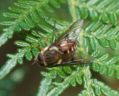 Copidapha