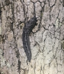 Philomycus carolinianus
