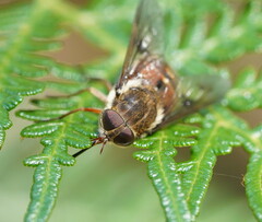Copidapha