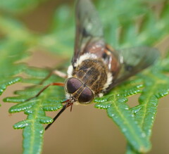 Copidapha