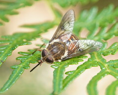 Copidapha