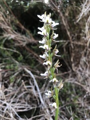 Prasophyllum suttonii