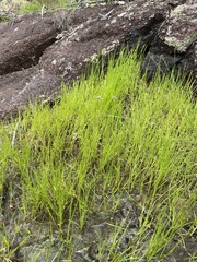 Utricularia caerulea