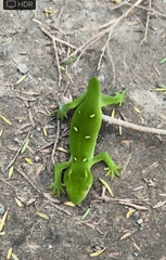 Naultinus elegans