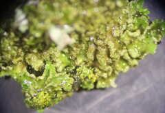 Physconia leucoleiptes