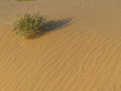 Tephrosia falciformis