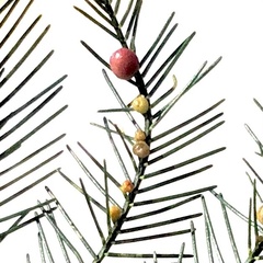 Austroacacidiplosis botrycephalae