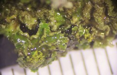 Physconia leucoleiptes