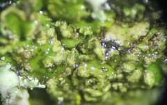 Physconia leucoleiptes