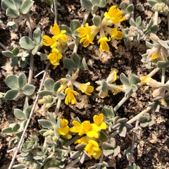 Acmispon argophyllus