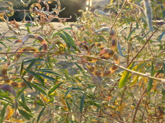 Tephrosia falciformis