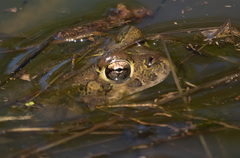 Anaxyrus boreas halophilus