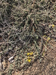 Acmispon argophyllus