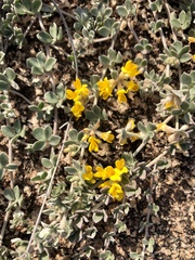 Acmispon argophyllus