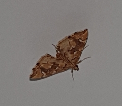 Musotima nitidalis
