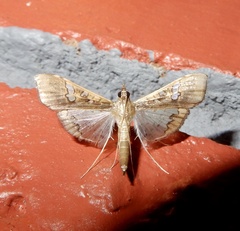 Maruca vitrata